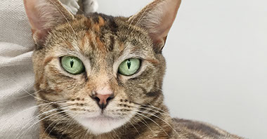 Cat Camp luxury cattery Port Melbourne close to South Melbourne, St Kilda and the western suburbs 