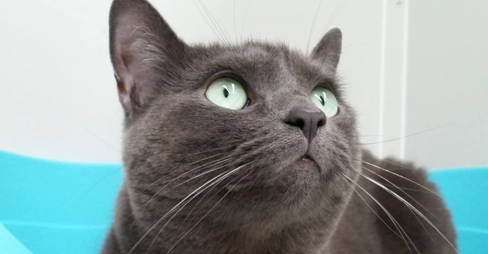 Cat Camp luxury cattery Port Melbourne close to South Melbourne, St Kilda and the western suburbs 